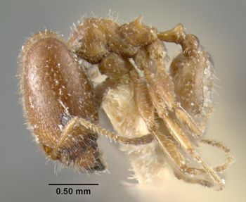 Media type: image;   Entomology 9255 Aspect: habitus lateral view